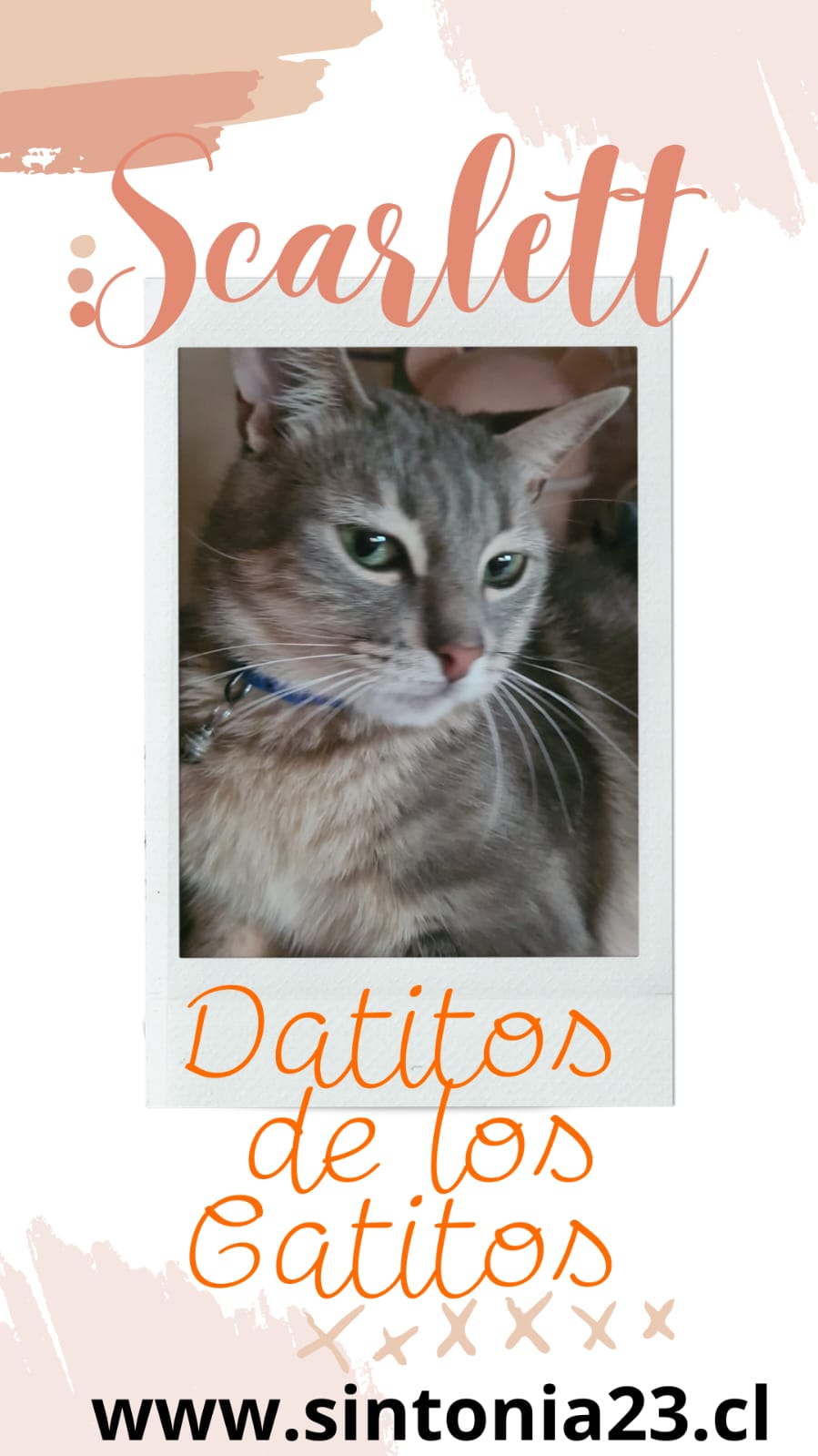 promo-scarl-gato